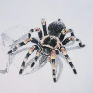 /img/23997-tarantula-drawing-mistakes.webp