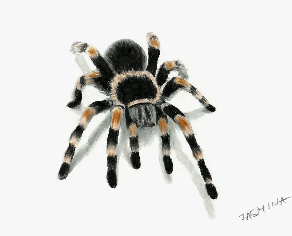 23997 tarantula finished drawing