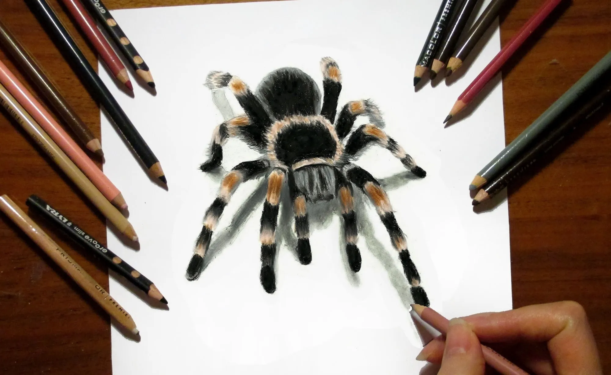 23997 tarantula outline
