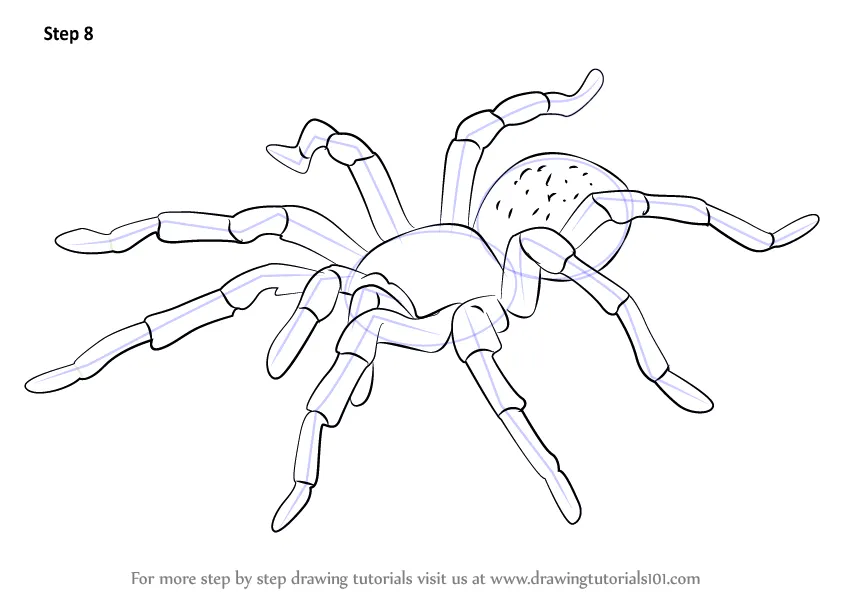 23997 tarantula shading
