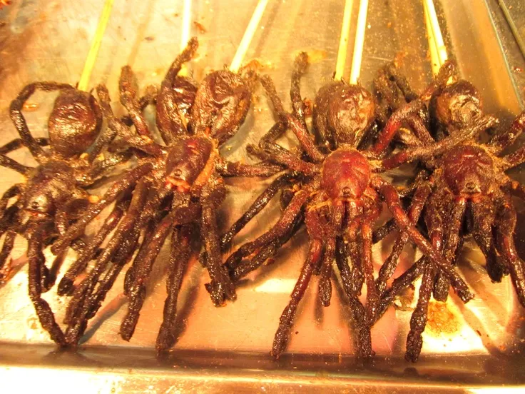 /img/23998-tarantula-sourcing.webp