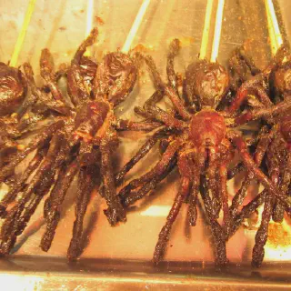 /img/23998-tarantula-sourcing.webp