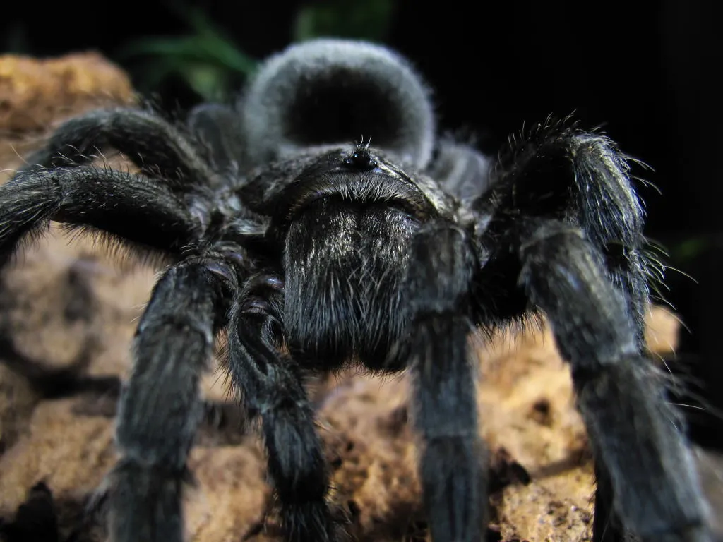 24000 black tarantula conservation