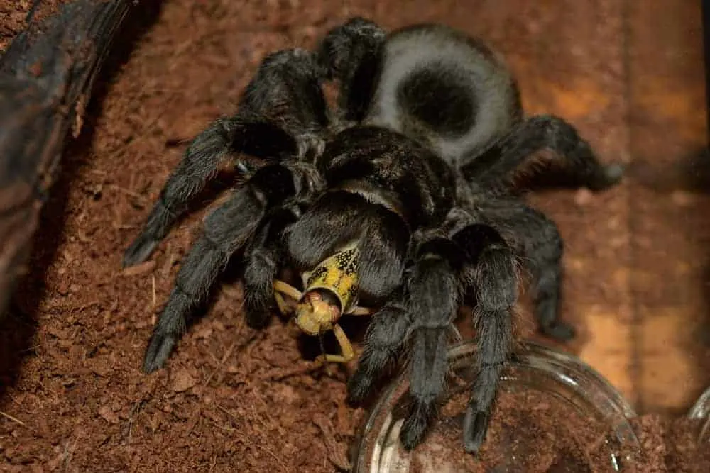 24000 black tarantula feeding