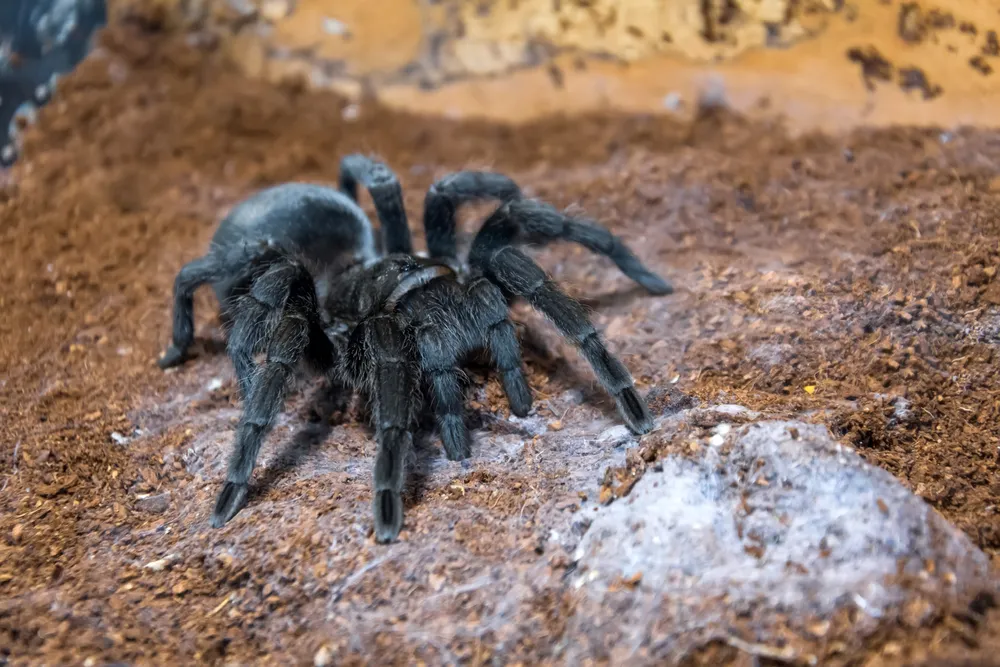 24000 black tarantula habitat