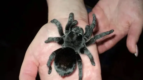 /img/24000-black-tarantula-lifespan.webp
