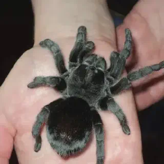 /img/24000-black-tarantula-lifespan.webp