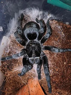 24000 black tarantula mexico