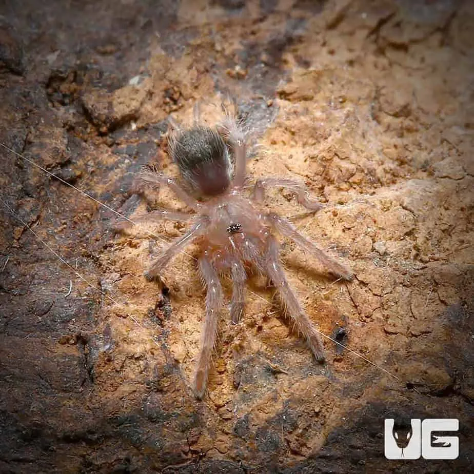 24000 black tarantula pet