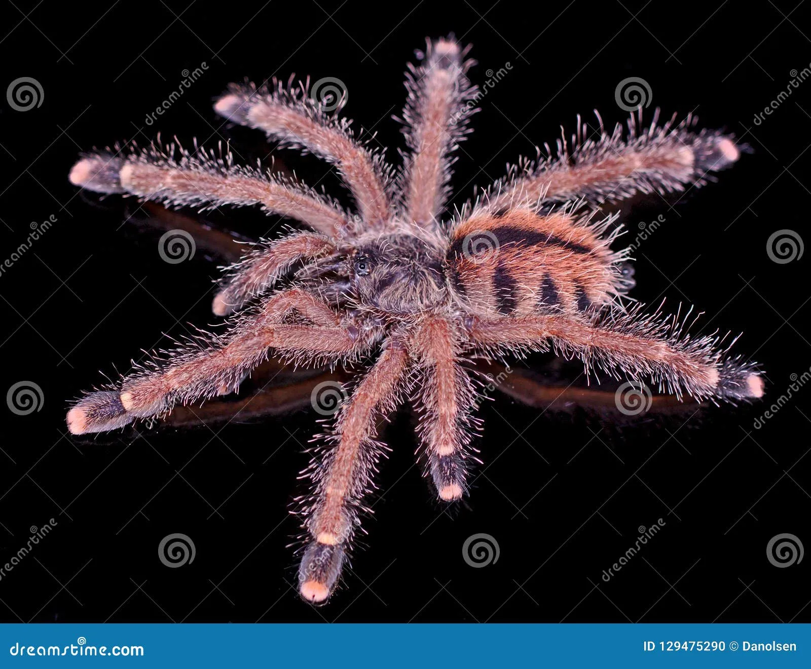 24004 yellow banded birdeater tarantula feeding