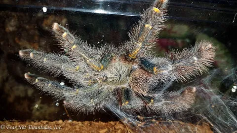 24004 yellow banded birdeater tarantula habitat