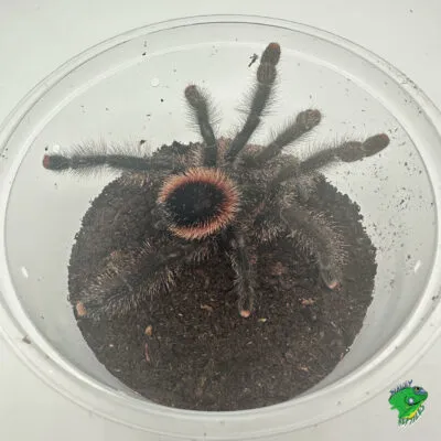 /img/24004-yellow-banded-birdeater-tarantula-spiderling.webp