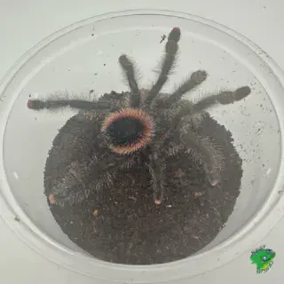 /img/24004-yellow-banded-birdeater-tarantula-spiderling.webp