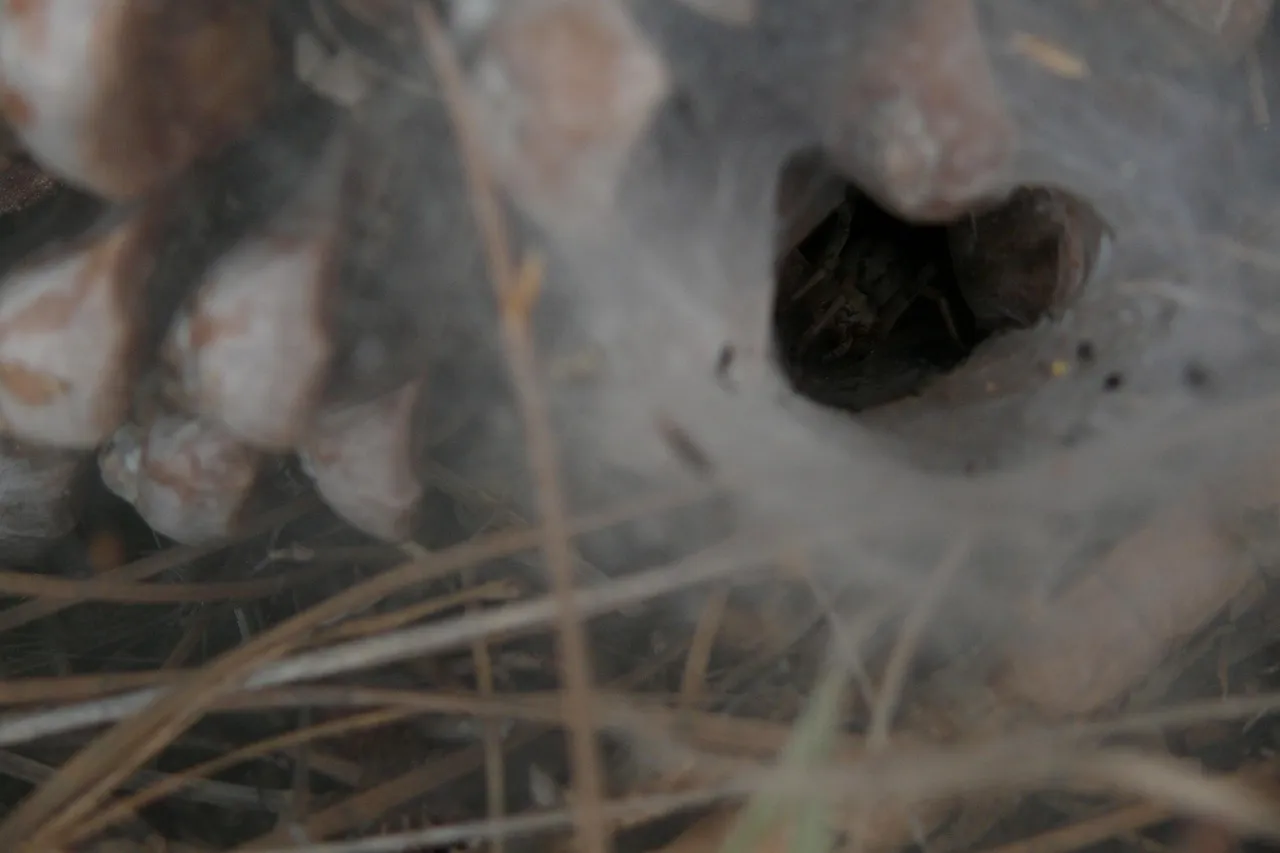 24005 spider tree tarantula conservation