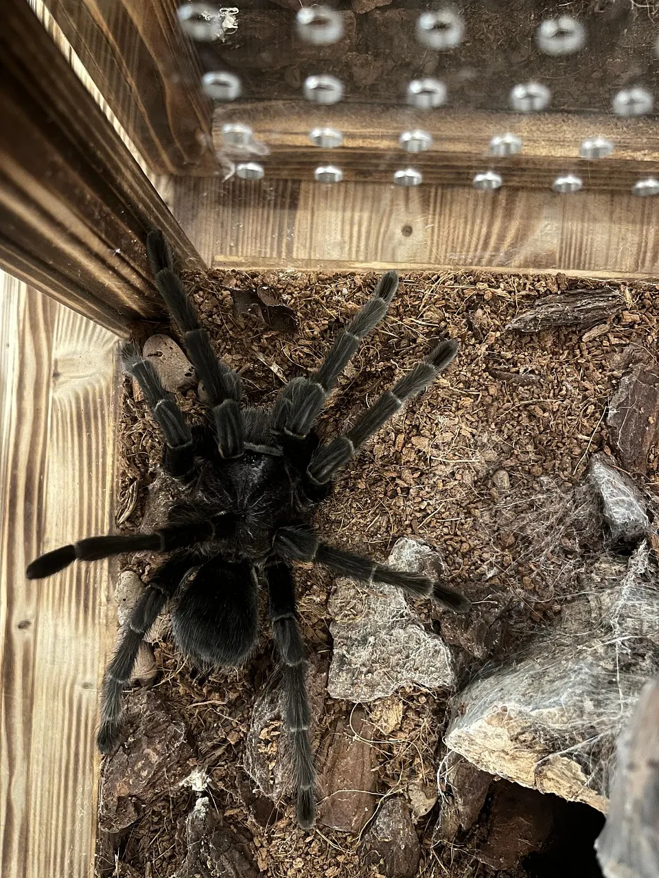 24005 spider tree tarantula defensive