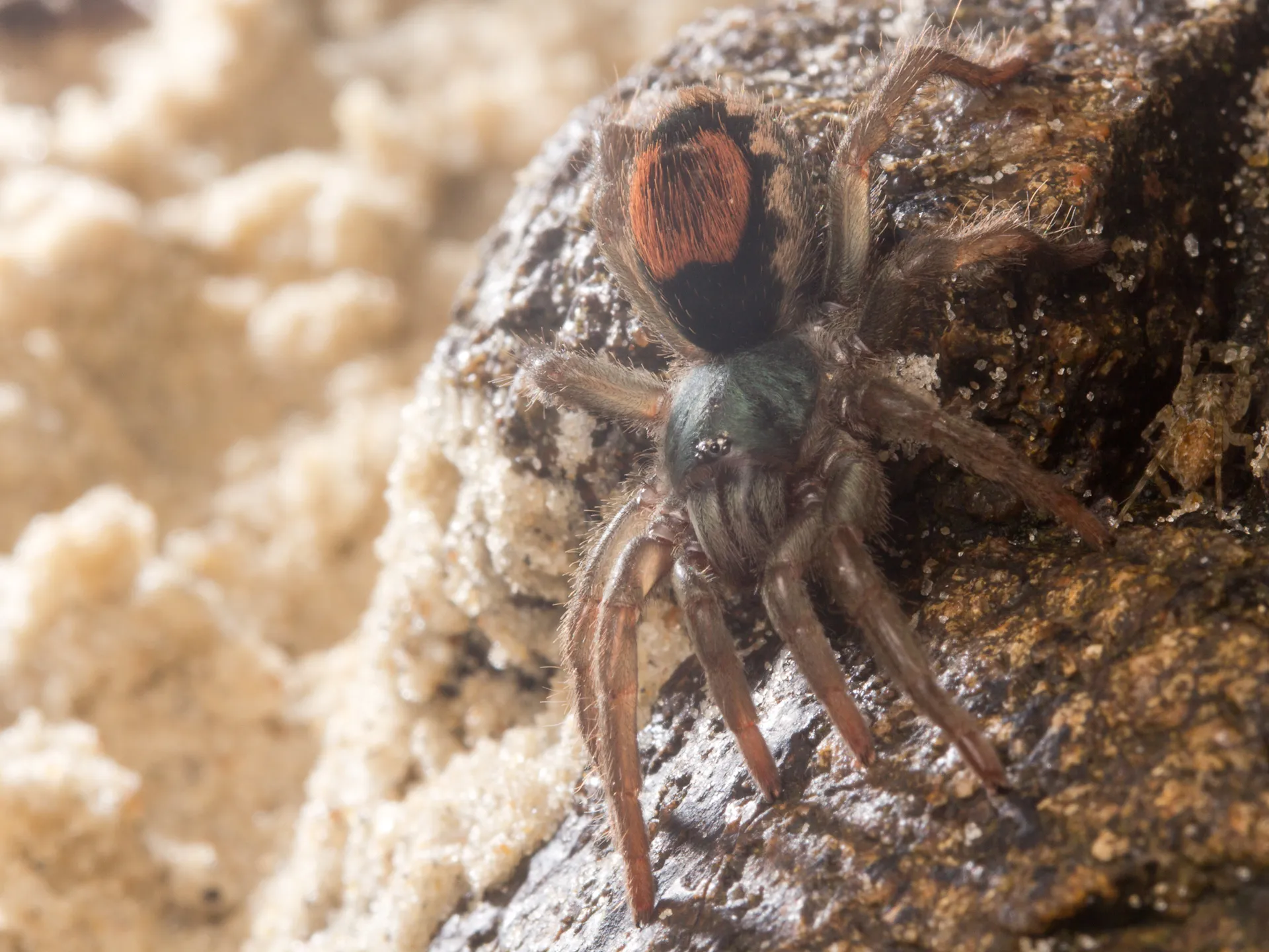 24006 tarantula spider behavior