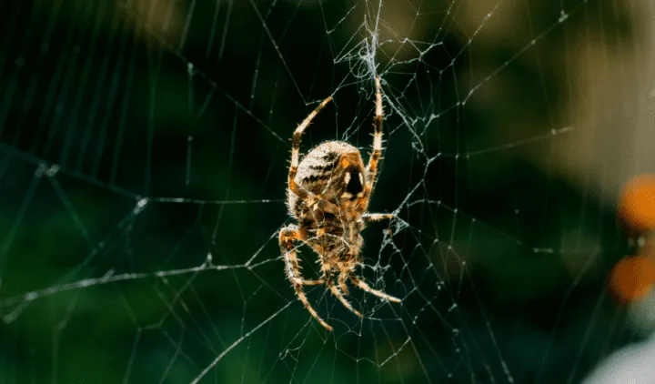24006 tarantula spider feeding