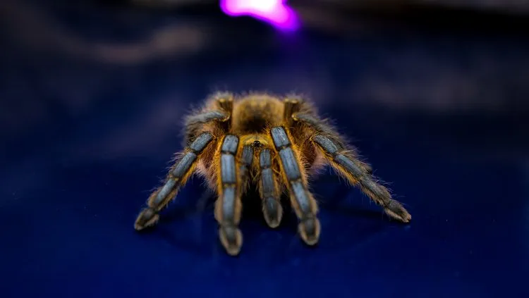 24009 feeding tarantula