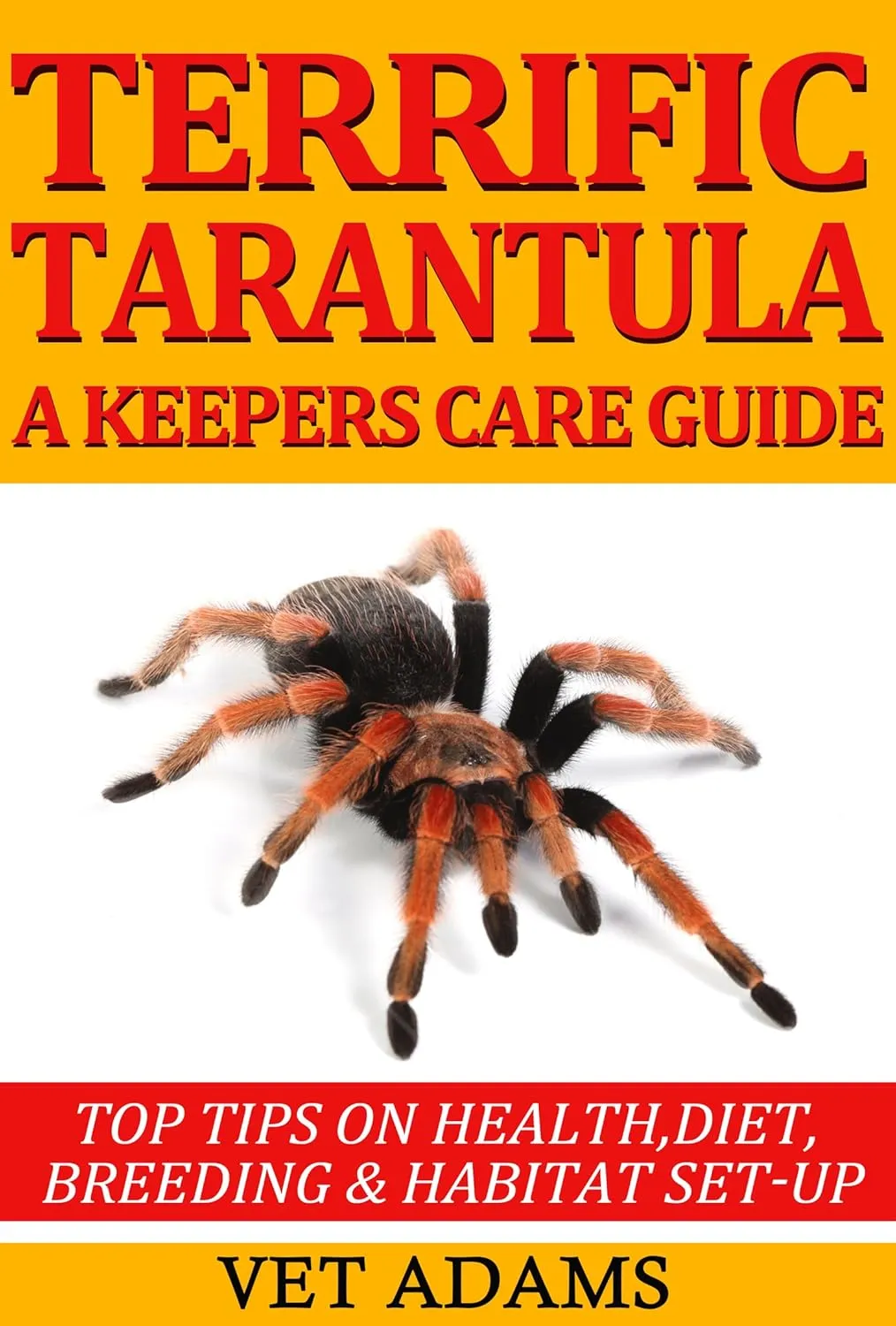 24009 healthy tarantula