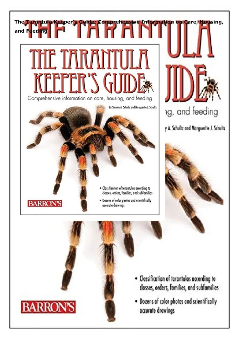 /img/24009-tarantula-handling.webp
