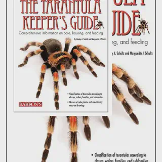 /img/24009-tarantula-handling.webp