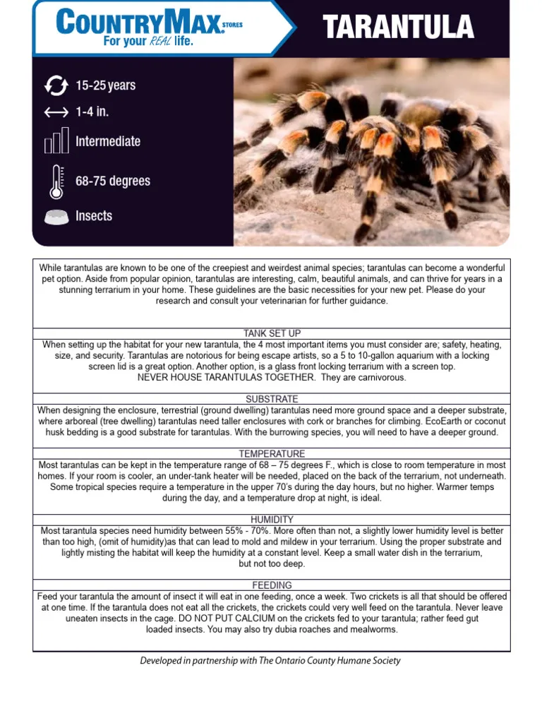 24009 tarantula species