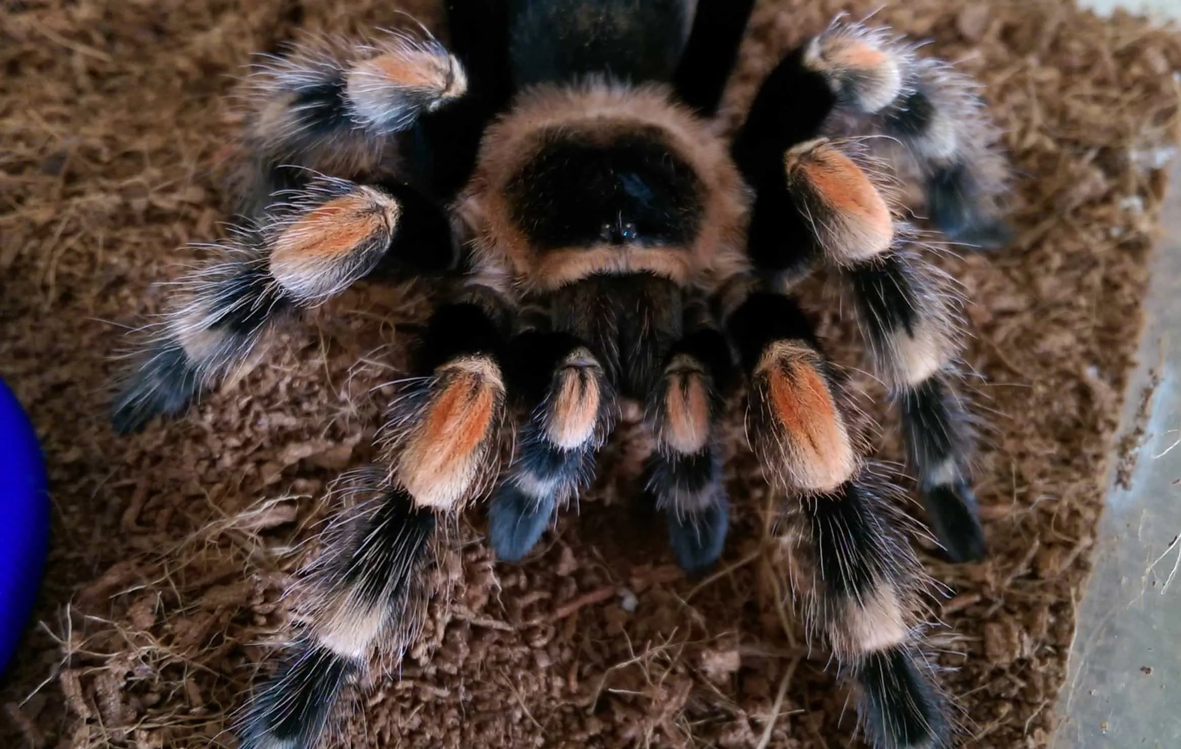 24011 tarantula hide