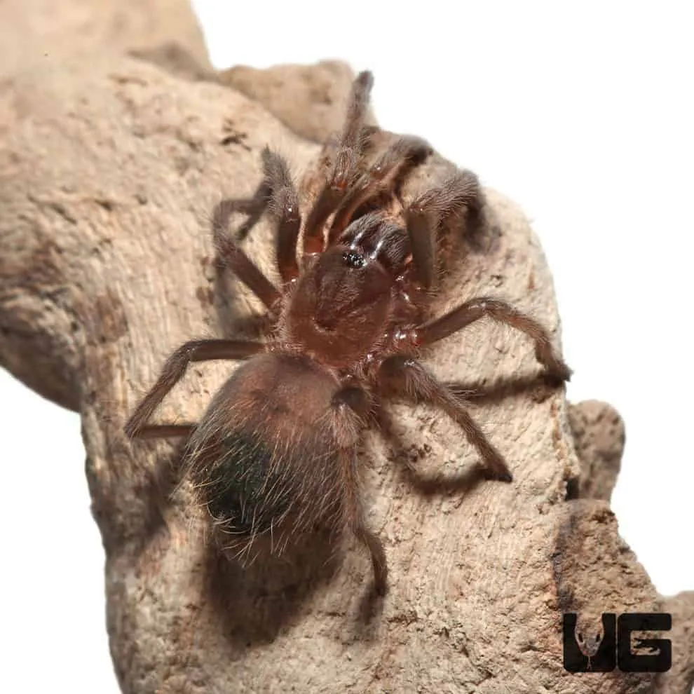 24011 tarantula temperature