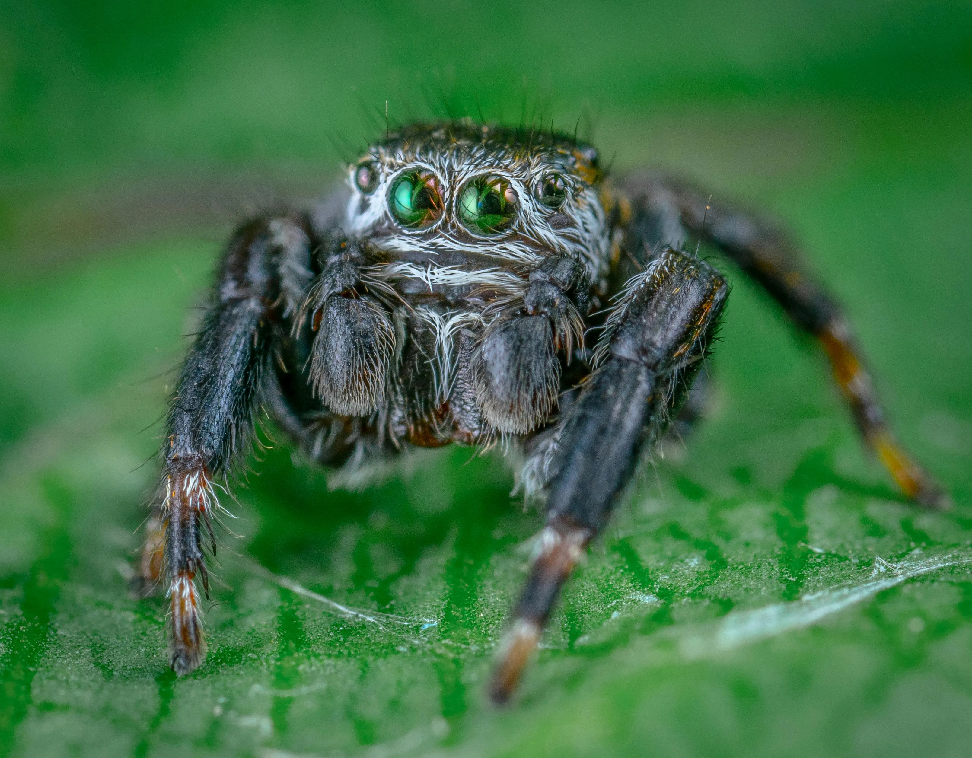 /img/24013-young-tarantula-collection.webp