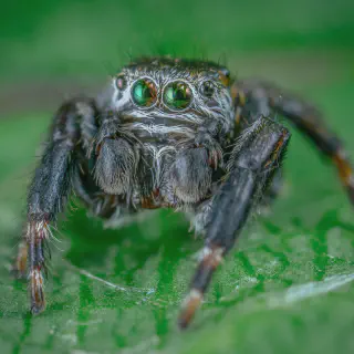 /img/24013-young-tarantula-collection.webp