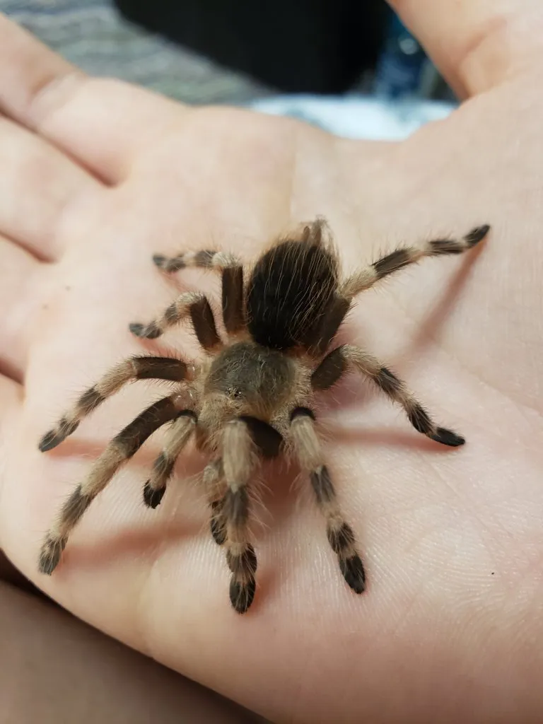 24013 young tarantula colors