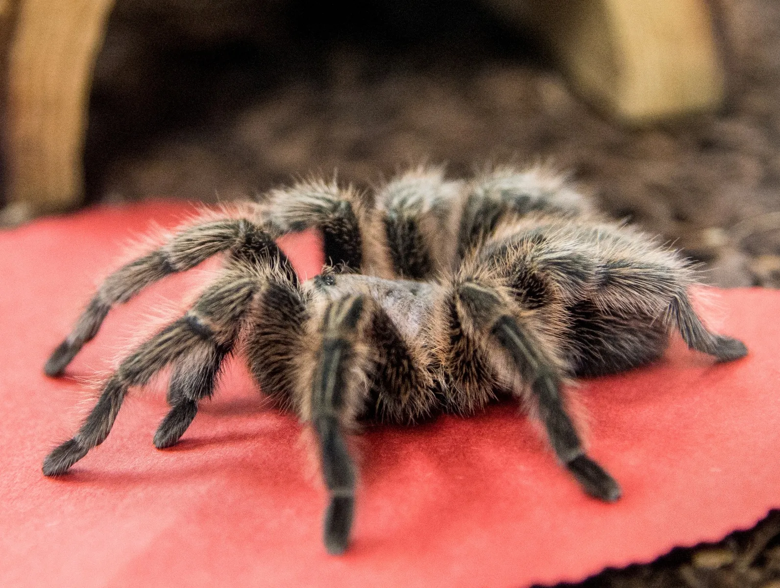 24013 young tarantula feeding