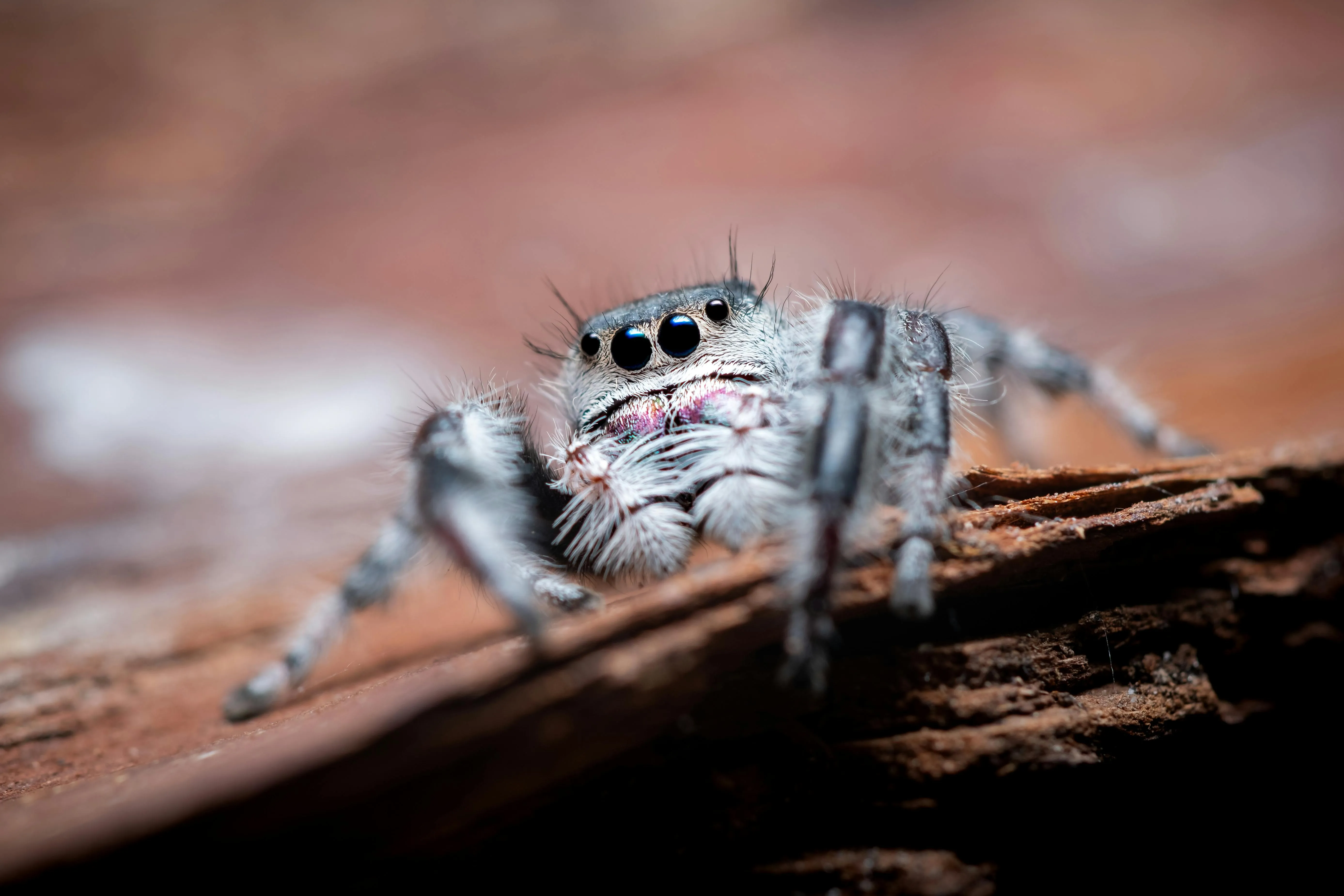 24013 young tarantula handling