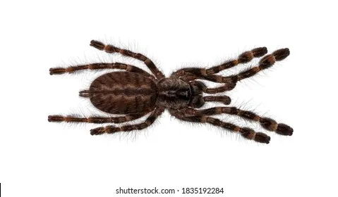 24013 young tarantula size
