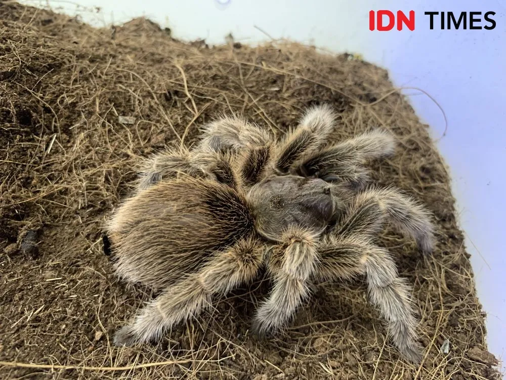 24014 tarantula pemula enclosure