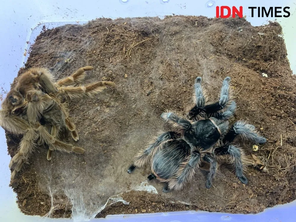 24014 tarantula pemula feeding