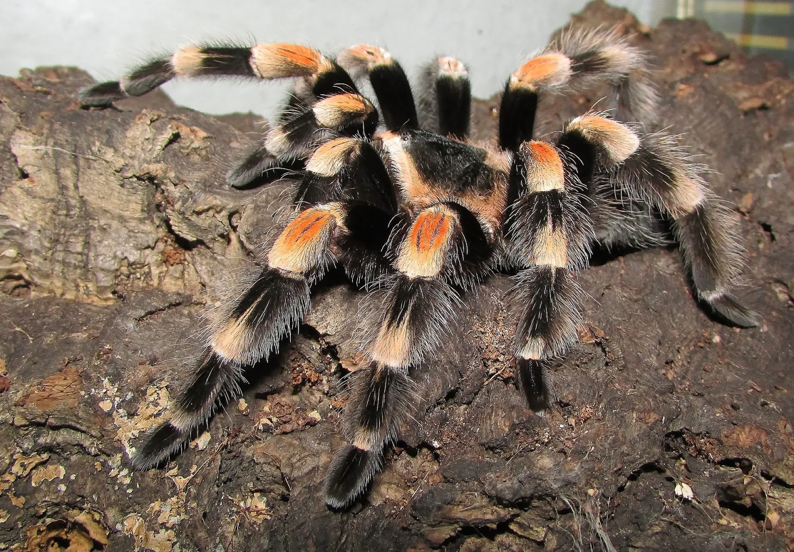 24014 tarantula pemula habitat