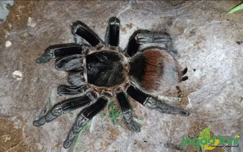 24014 tarantula pemula handling