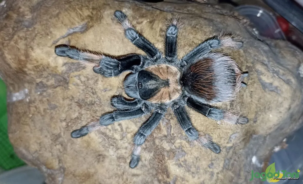 /img/24014-tarantula-pemula-observing.webp