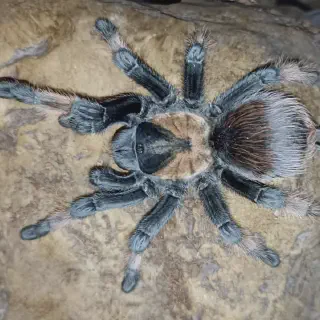 /img/24014-tarantula-pemula-observing.webp