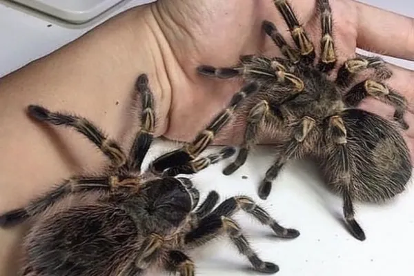 24014 tarantula pemula substrate
