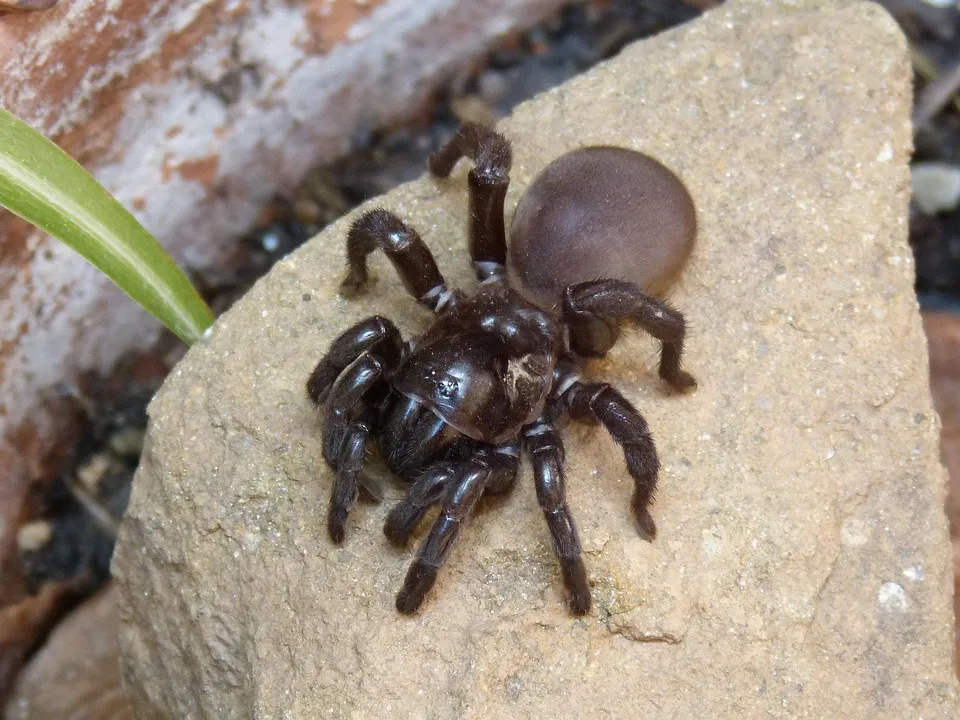 24016 nz tarantula spider appearance