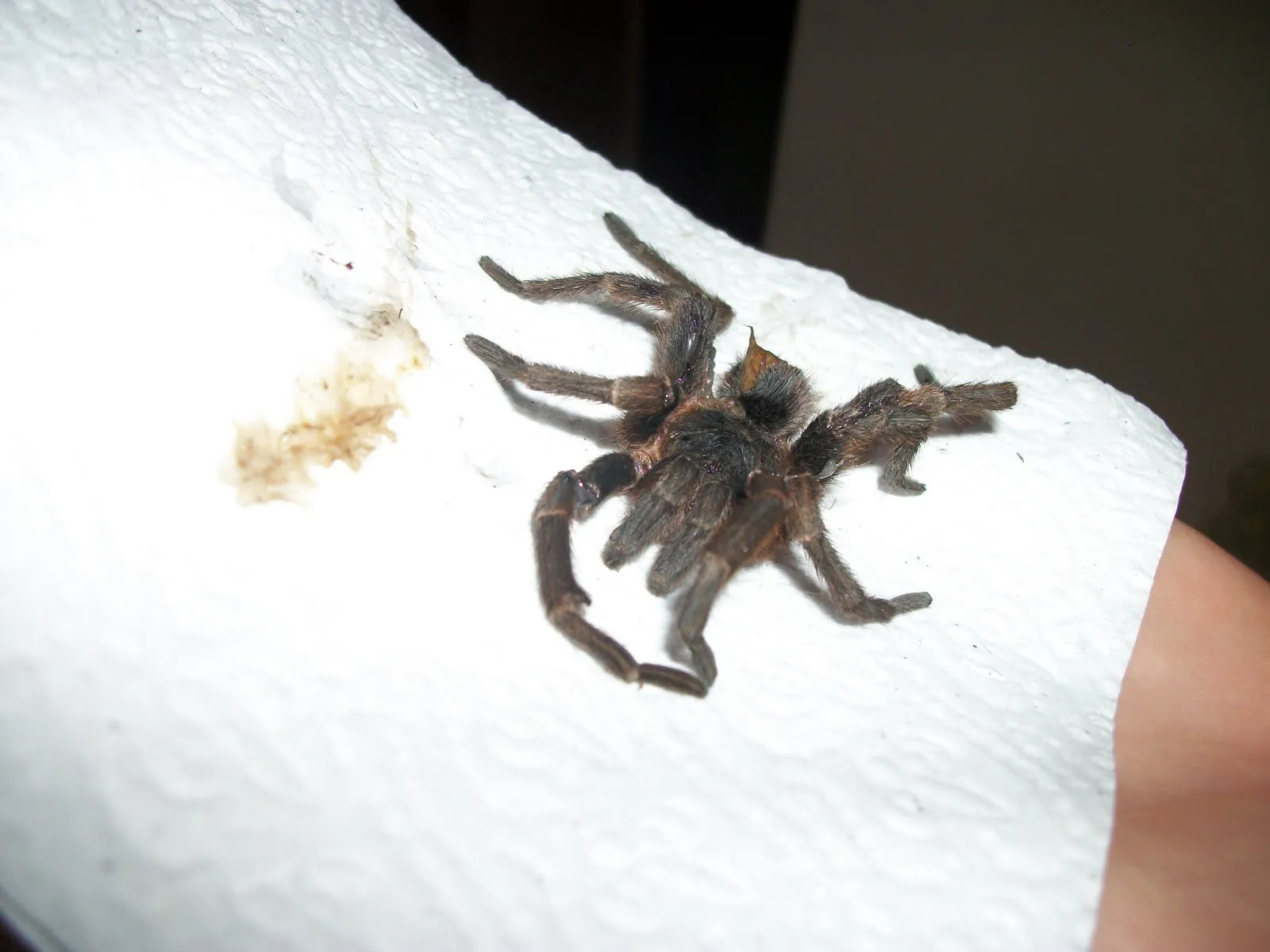 24016 nz tarantula spider conservation