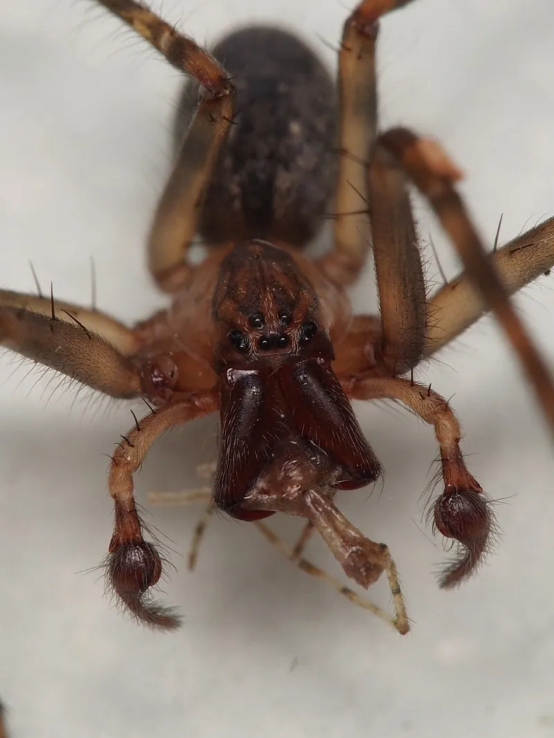 /img/24016-nz-tarantula-spider-facts.webp
