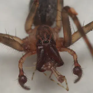 /img/24016-nz-tarantula-spider-facts.webp