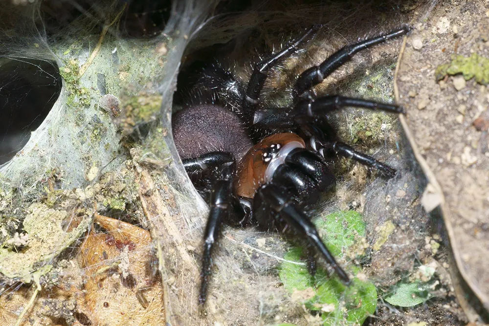 24016 nz tarantula spider feeding