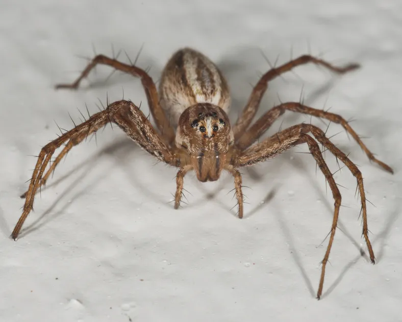 24016 nz tarantula spider size