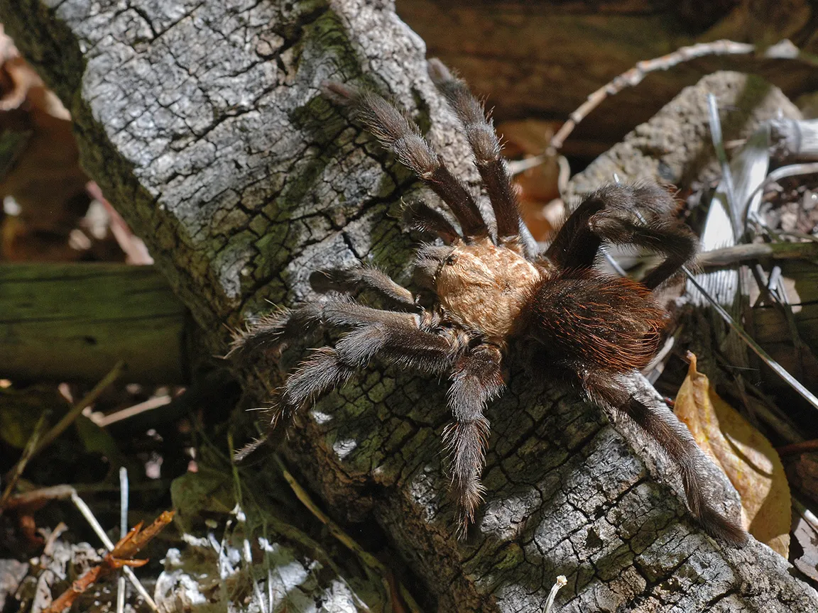 24017 tarantula lizard diet