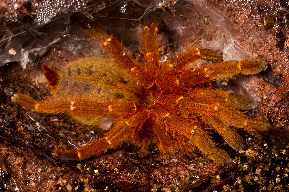 /img/24017-tarantula-lizard-lifespan.webp