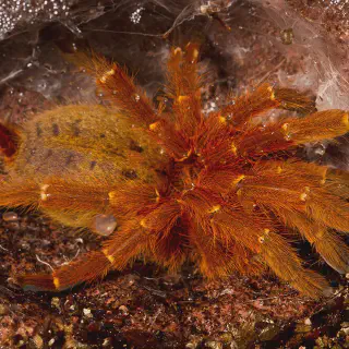 /img/24017-tarantula-lizard-lifespan.webp
